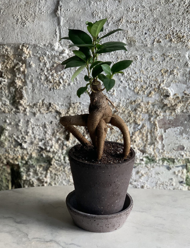 Ficus Ginseng with Pot and Tray - 8cm