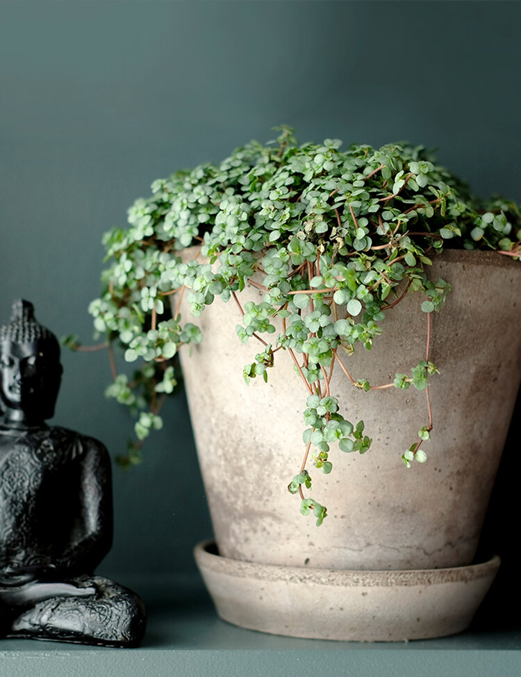 Pilea Greysy Plant with Pot & Tray - 17cm